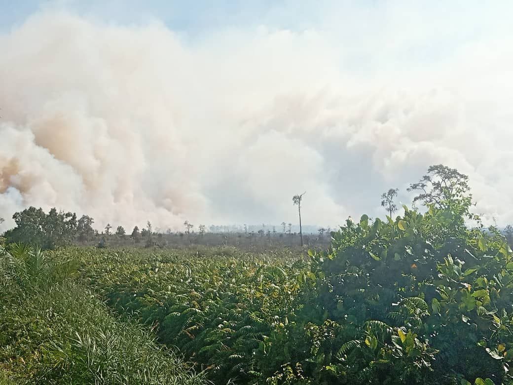 Forest fire ravages 86ha of jungle in Sabah - Vimarsana News