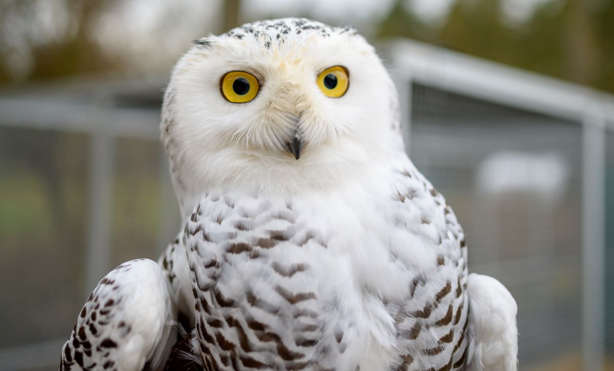 As owls begin to breed, a drone chase shows how these birds are harassed - Vimarsana News