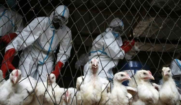 Bird flu kills boy in Cambodia - Vimarsana News