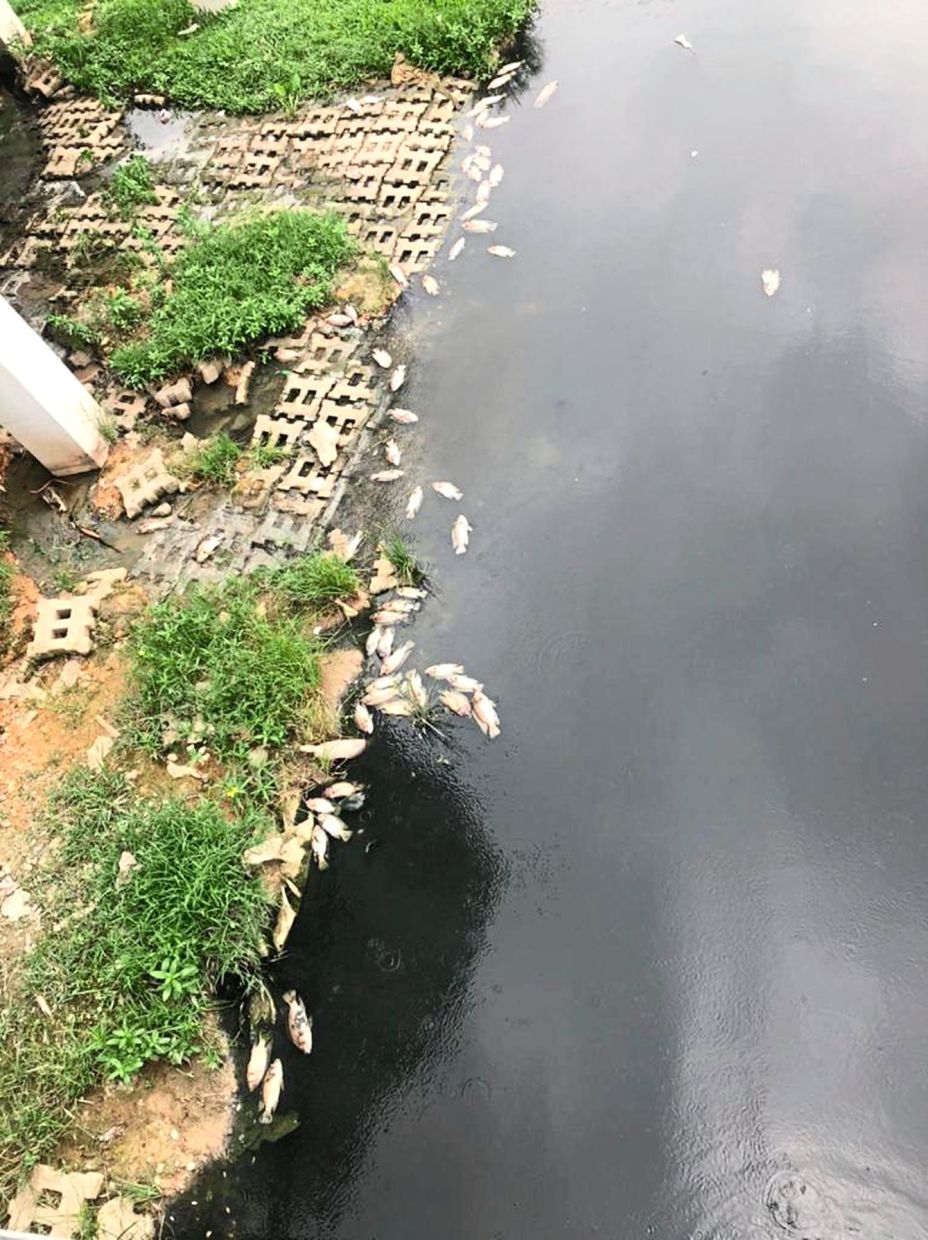 A September 2022 photo taken by a resident showing dead fish on the surface of the lake.