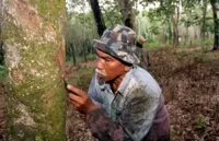 Hot weather: Rubber tappers switch to night shift