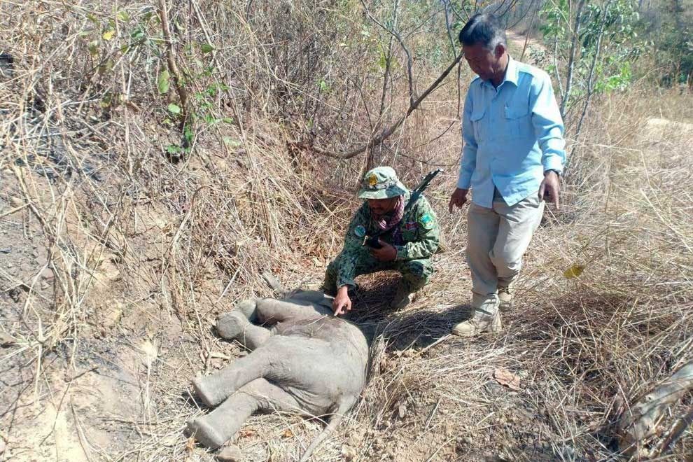 Elephant death prompts increased action to save jumbo population - Vimarsana News
