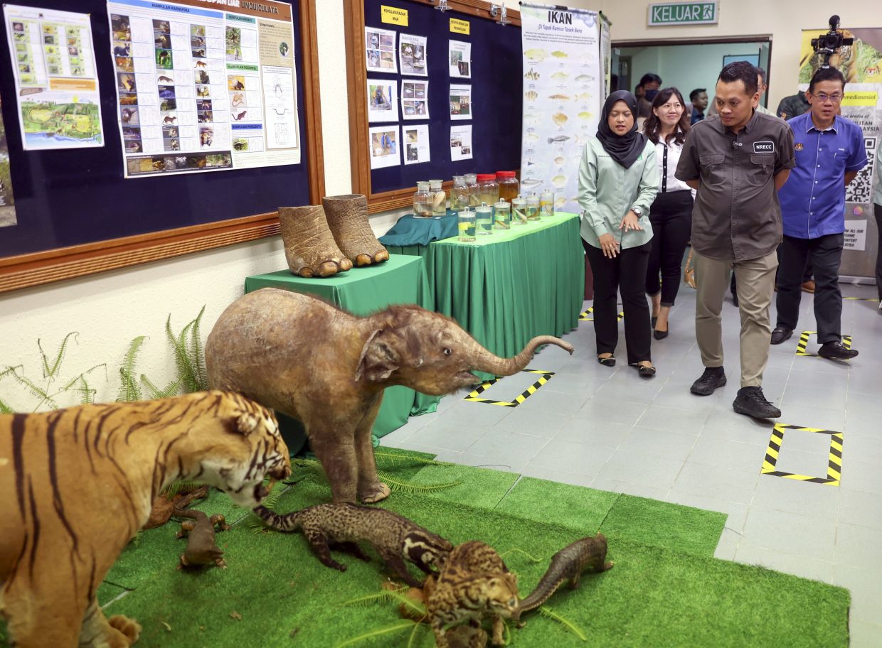 Sabah, S'wak wetland treasures could be Ramsar sites - Vimarsana News