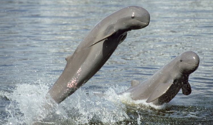 Rare Mekong river dolphin found dead in Cambodia - Vimarsana News