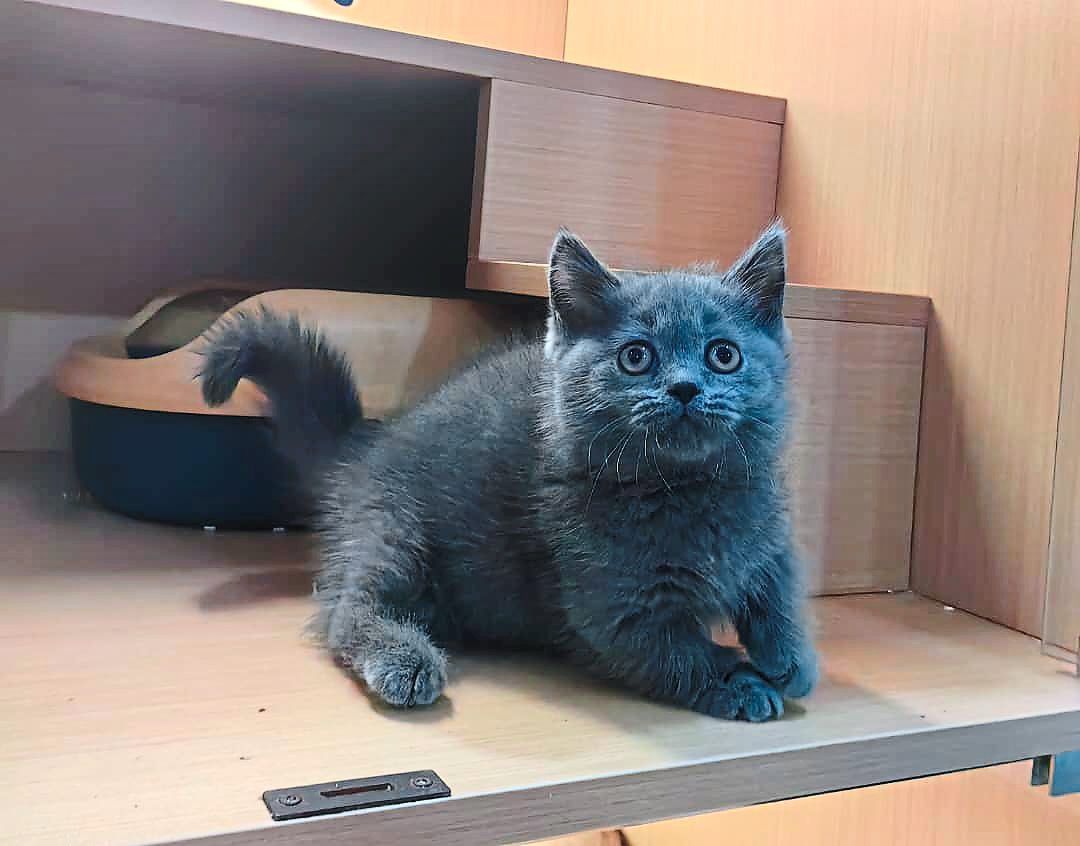 Breeder robbed of cats worth RM10,000 and phone - Vimarsana News