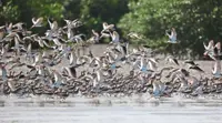Shoring up shorebird protection in Malaysia