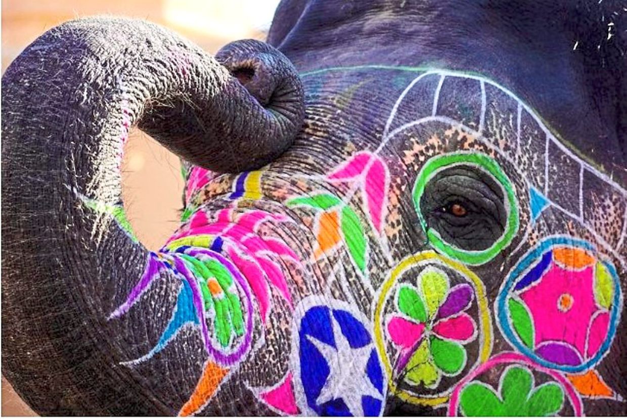 Court ruling bans wild elephant adoption, victory for animal rights ...