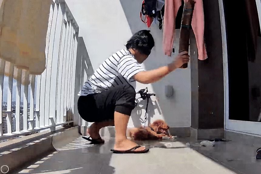 Maid under probe for allegedly beating employer's dog to death: SPCA - Vimarsana News