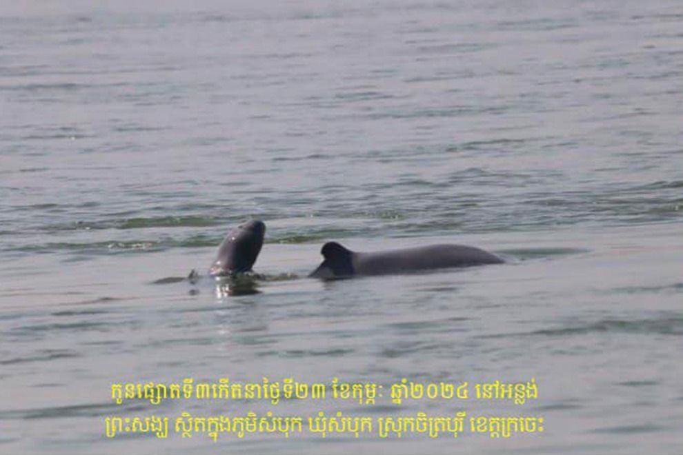 Cambodia records third newborn rare dolphin in 2024 - Vimarsana News