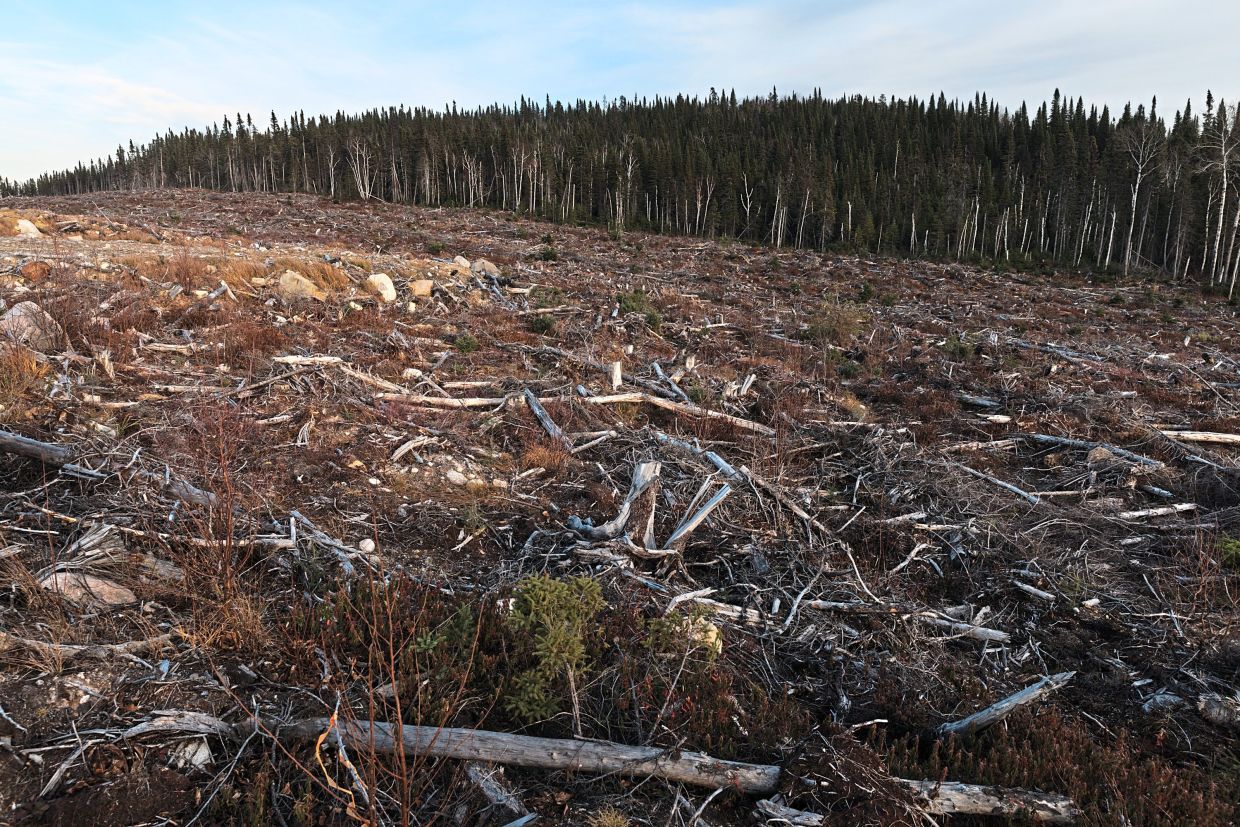 In Quebec and neighbouring Ontario has caused the removal of 14.3 million hectares of forest. — ©2024 The New York Times Company