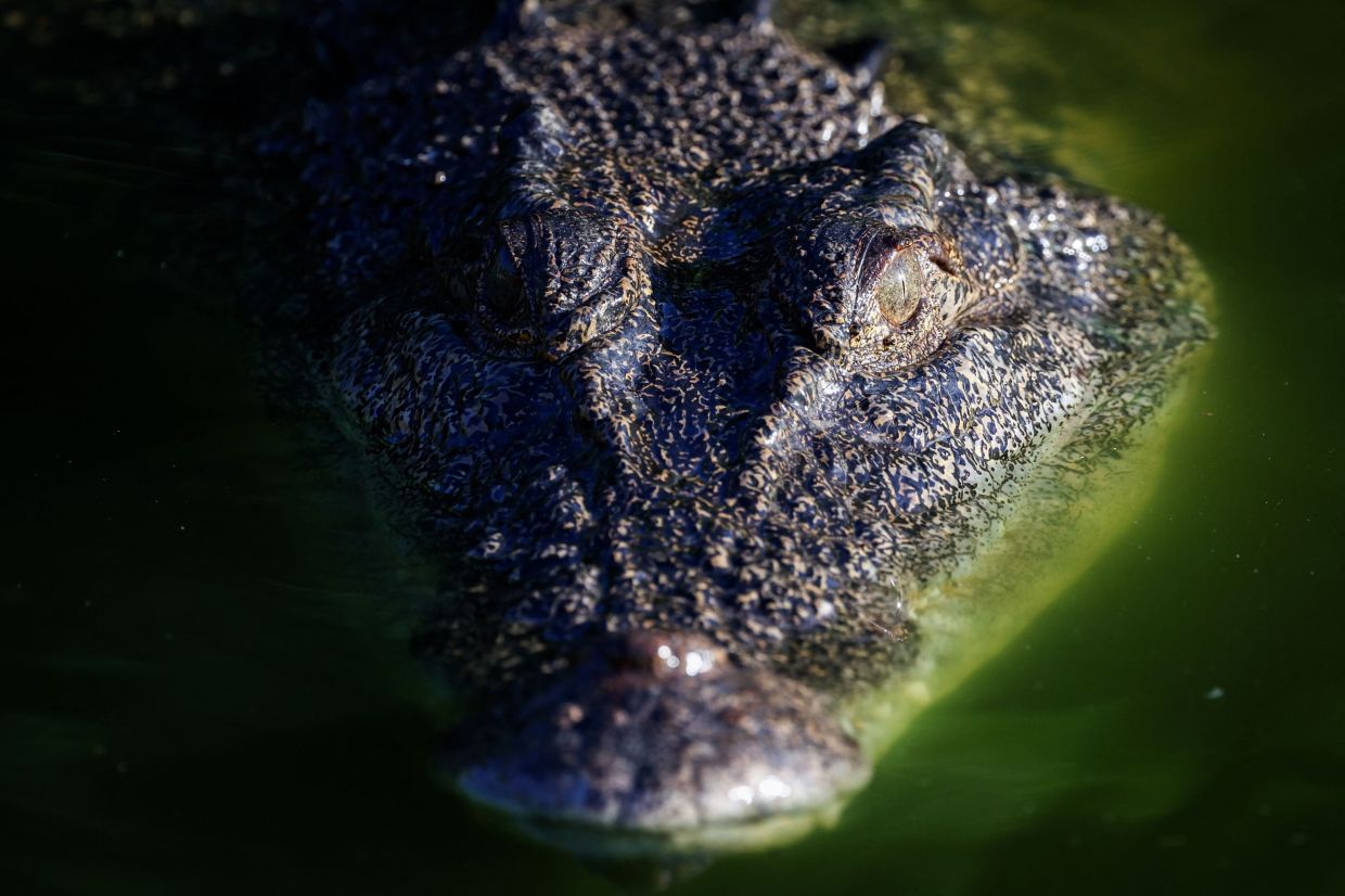 Before government protection in the 1970s, an estimated 98 per cent of the wild saltwater crocodile population had disappeared in the Northern Territory, driven by leather demand and culling.