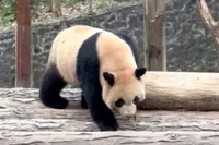 Singapore-born giant panda cub Le Le makes first public appearance in China