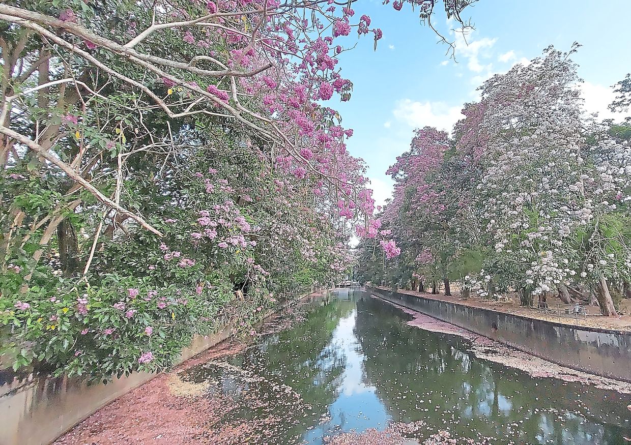 Tecoma blooms making a beautiful comeback - Vimarsana News