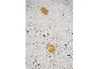 Chemical cat sparks alert in Fukuyama plating plant