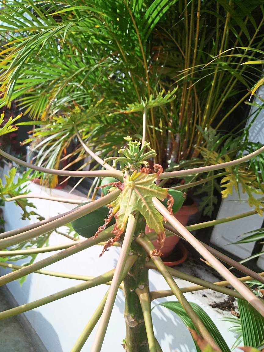 Ask the Plant Doctor! How to prevent new papaya leaves from dropping - Vimarsana News