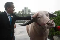 Thai PM meets US$500,000 albino buffalo in 'soft power' push