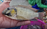 Samut Songkhram cracks down on alien fish species