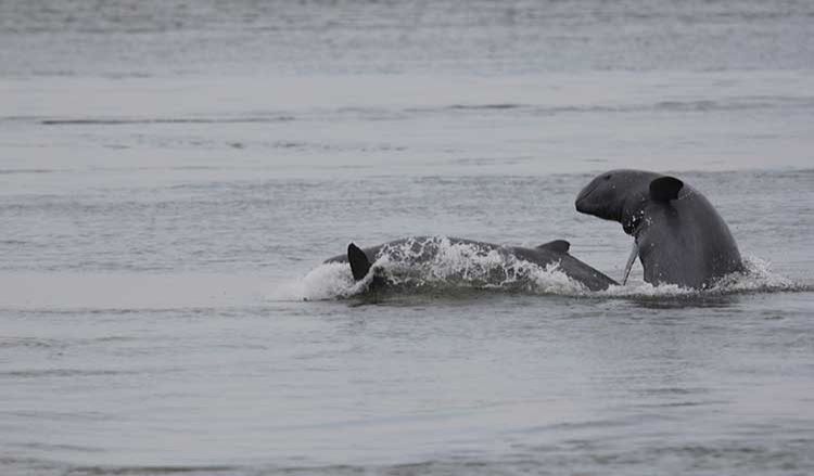 Cambodia records five newborn rare dolphins so far this year - Vimarsana News