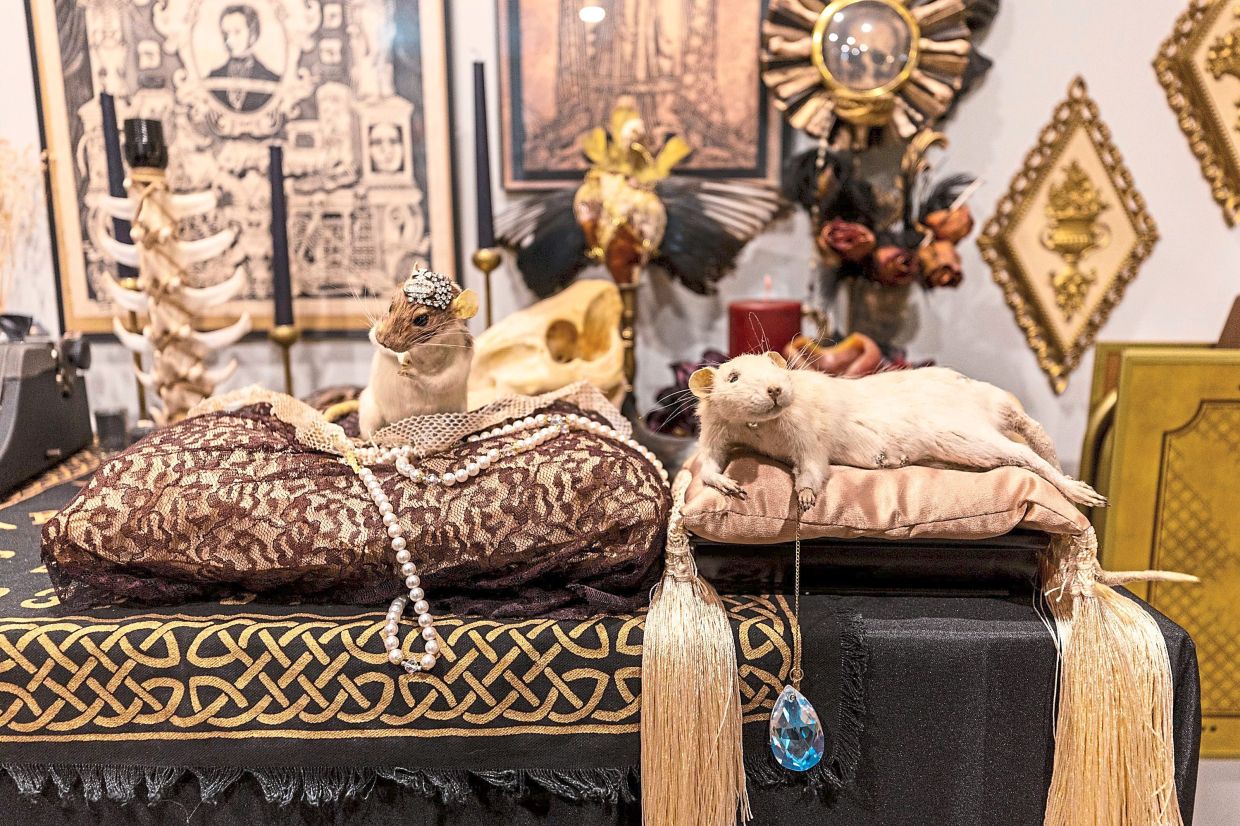 Bijoux (left) and Creature are preserved rats created by taxidermist Beth Beverly for Alexandra Fische. They are on display in her tattoo studio in Bensalem, Pennsylvania, the United States.