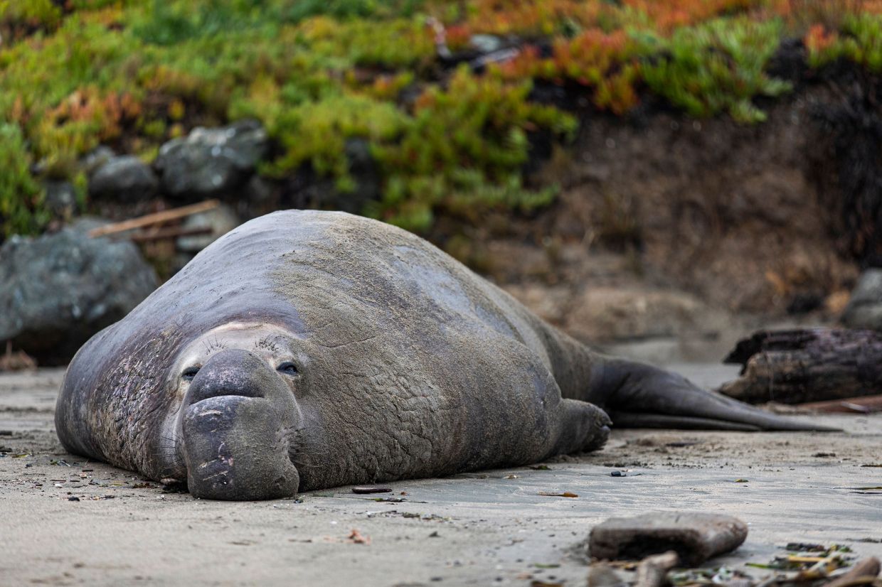 Success story: Once nearly extinct, elephant seals are finding new homes - Vimarsana News
