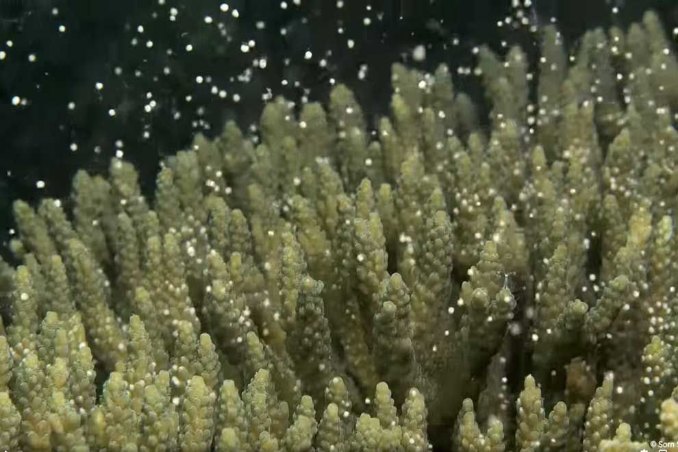 Coral reef spawning observed in Cambodian waters; experts say it is upmost important to safeguard reef for safety of sea - Vimarsana News