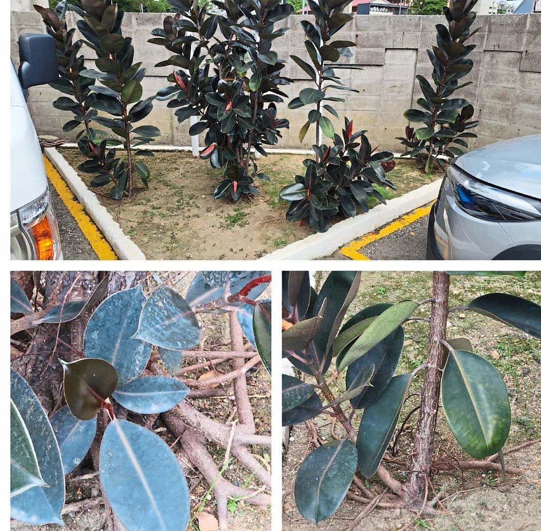Ask the Plant Doctor! All about the rubber fig - Vimarsana News