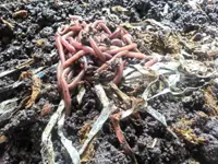 Earthworms are soil's silent heroes: 3 Malaysian vermiculturists tell us why