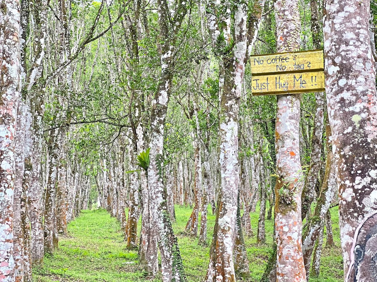 Hoga Gaharu Tea Valley is an interesting place to visit. —  GISELE SOO/The Star