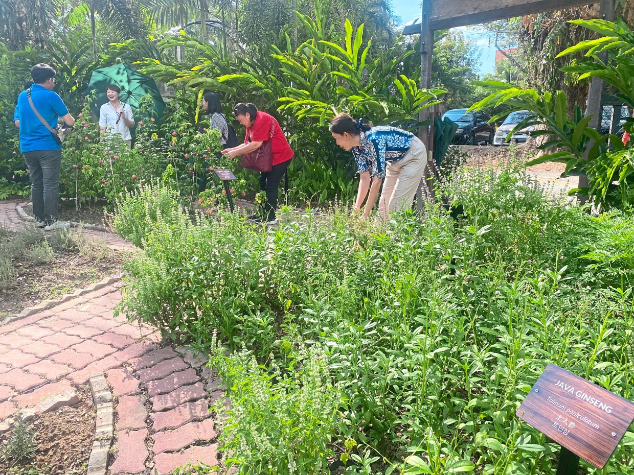 Resort's garden transforms into a goldmine for its kitchen - Vimarsana News