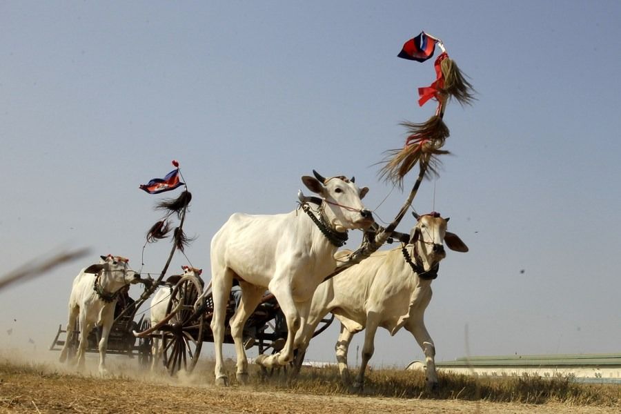 Contestants race their ox carts in Kampong Speu province, Cambodia, on April 7, 2024. - Xinhua