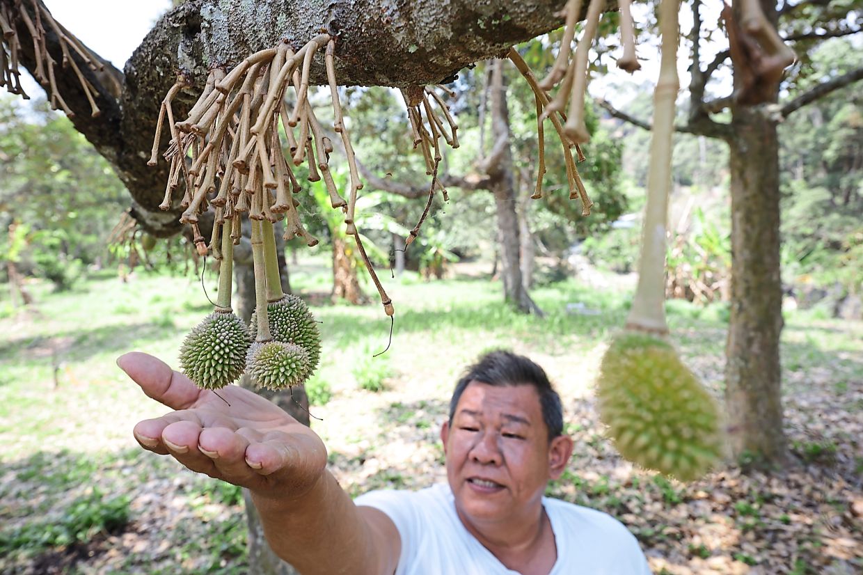 Signs of great durian harvest in Penang - Vimarsana News