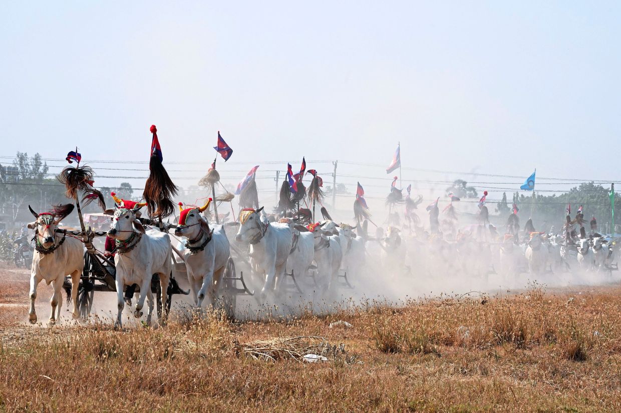 Annual oxcart race draws hundreds | The Star