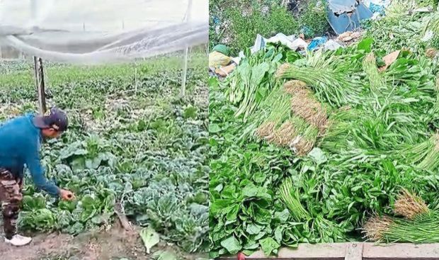 Abundant yield goes to waste - Vimarsana News
