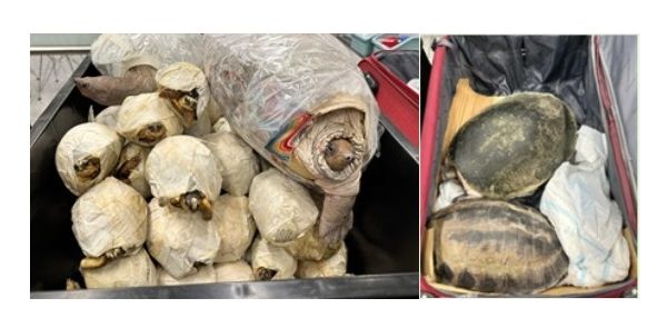 HK authorities seize 63 turtles in baggage on flight from Malaysia - Vimarsana News
