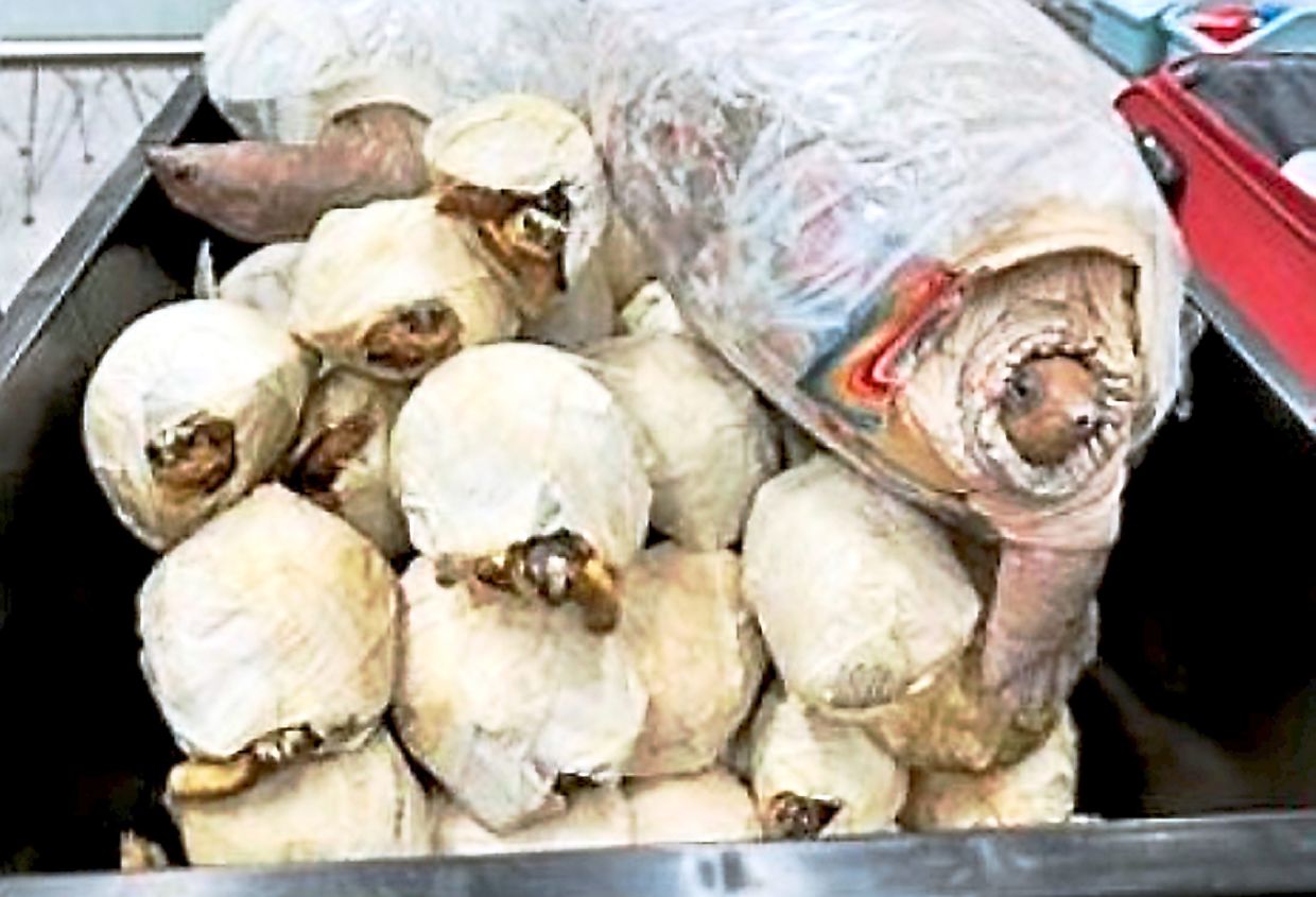 Passenger from M'sia found with 63 live turtles - Vimarsana News