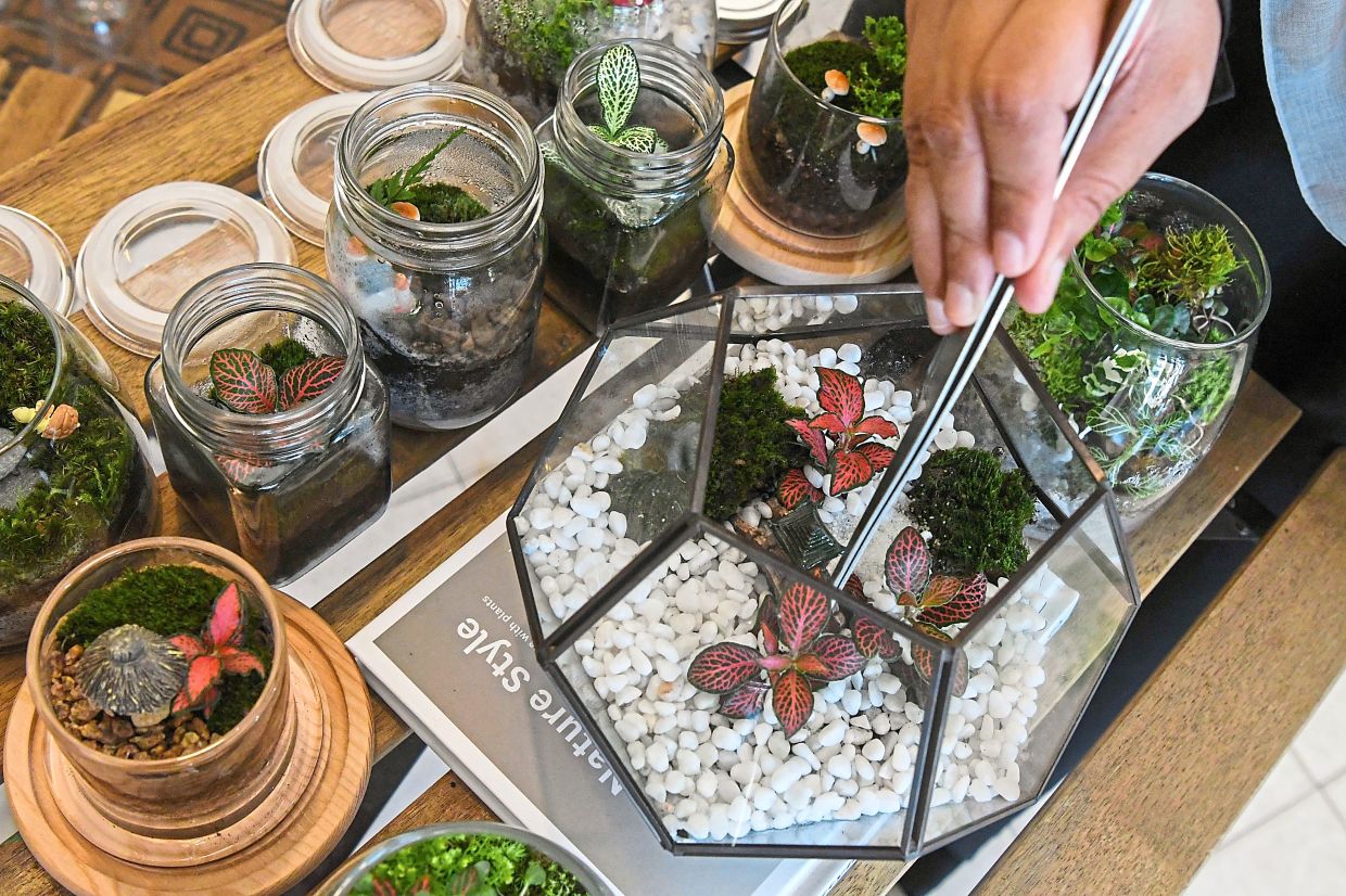 Terrariums at Ruang Pokok are inspected daily before being sold.