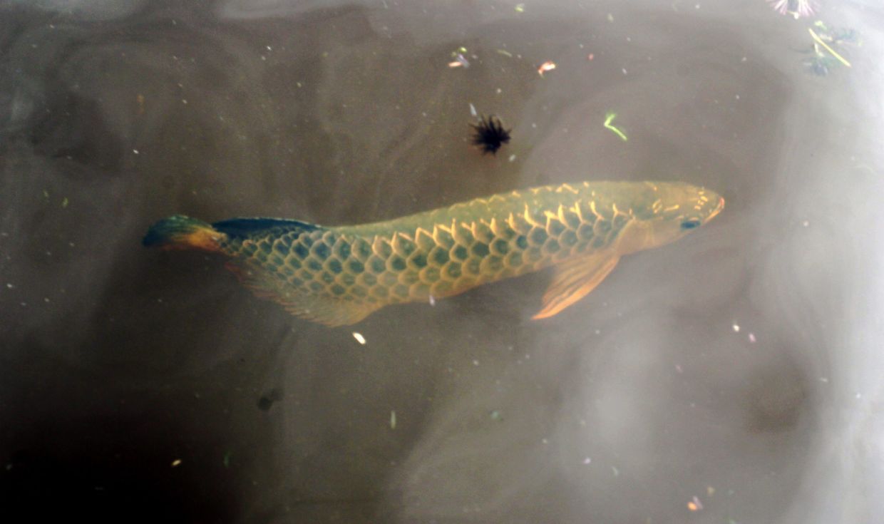 Malaysia exported 1.5 million arowana worth RM78mil in 2023, says Fisheries DG - Vimarsana News