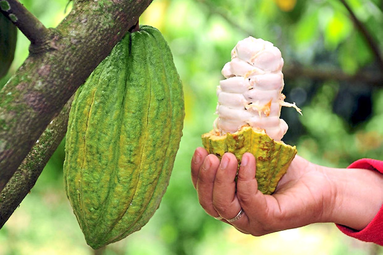 Govt allots RM9.5mil to boost cocoa production - Vimarsana News