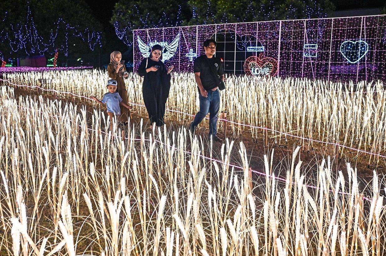 3. Visitors strolling between rows of  ‘padi fields’.