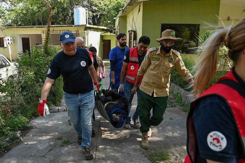 Members of Four Paws International carry an Asian black bear being prepped for surgery at Islamabad’s once-notorious zoo. - PHOTO: AFP