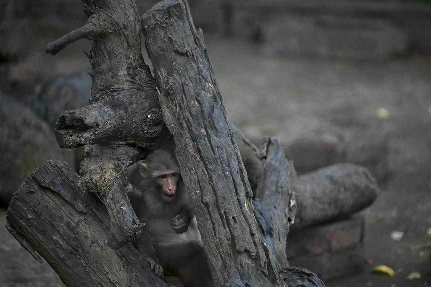 A rescued monkey sits inside an enclosure at the Margallah Wildlife rescue centre, in Islamabad. -PHOTO: AFP