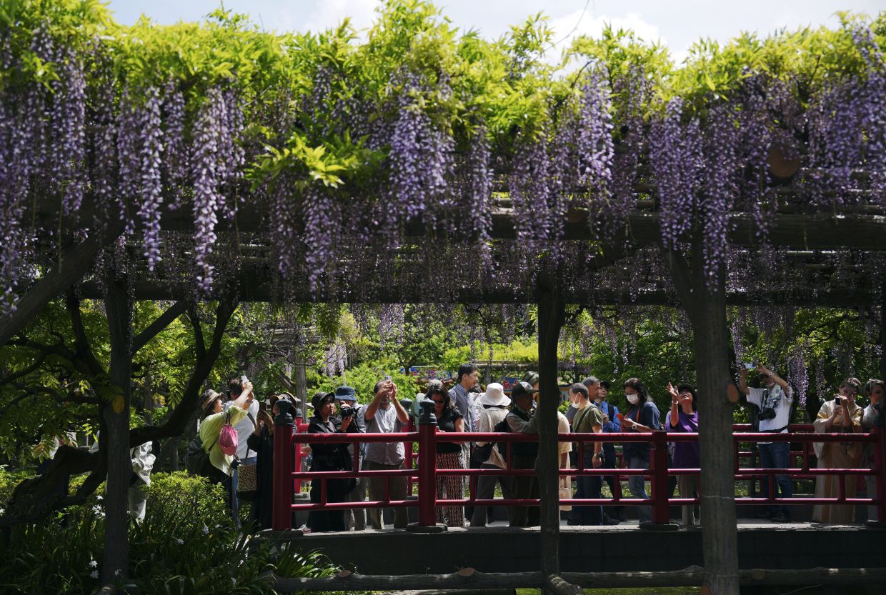 Visitors admire blooming wisterias at Kameido Tenjin shrine during the annual wisteria festival Friday, April 26, 2024, in Tokyo. Kameido Tenjin is one of the most famous wisteria spots in Tokyo and the festival runs until April 30. - AP