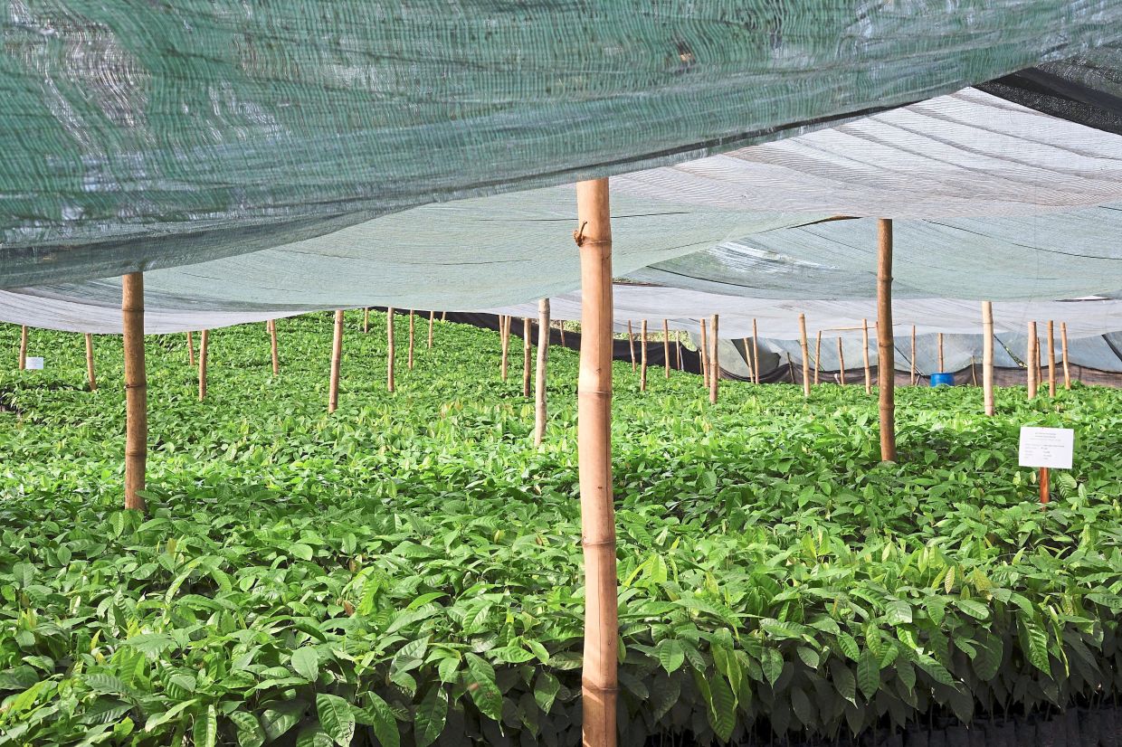Cocoa supremacy under threat - Vimarsana News