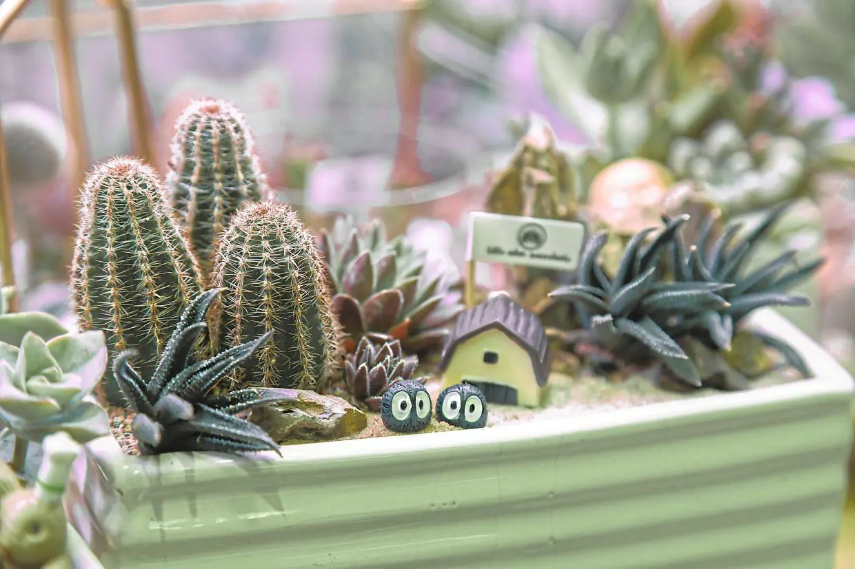 Sharing healing through succulents | The Star