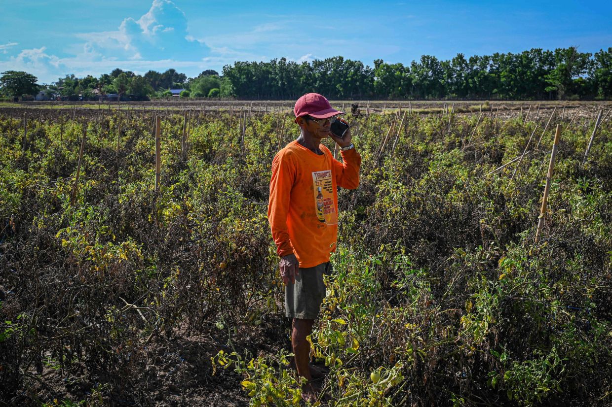 Filipino farmers struggle as drought and heatwave hits them hard | The Star