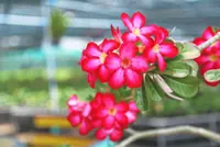 Ask the Plant Doctor! How to bud graft adeniums