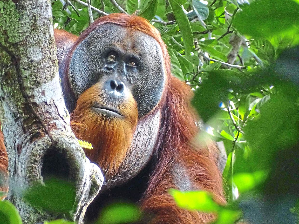 A week later his wound had closed up, subsequently healing without any sign of infection. — Reuters