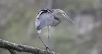 The white-bellied heron, a critically endangered bird, but now spotted in northern Myanmar