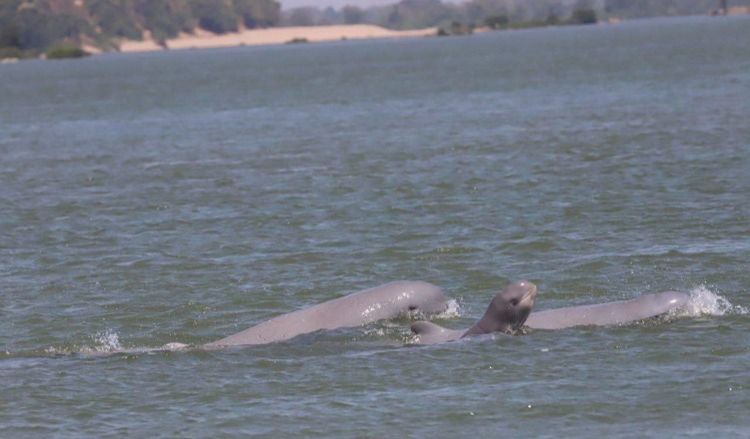 Big achievement as Cambodia registers eight newborn rare freshwater dolphins this year - Vimarsana News