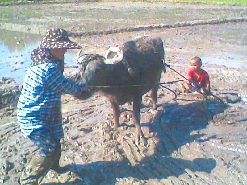 In some places, buffaloes are still used to plough padi fields.